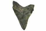 Serrated, Fossil Megalodon Tooth - South Carolina #372386-1